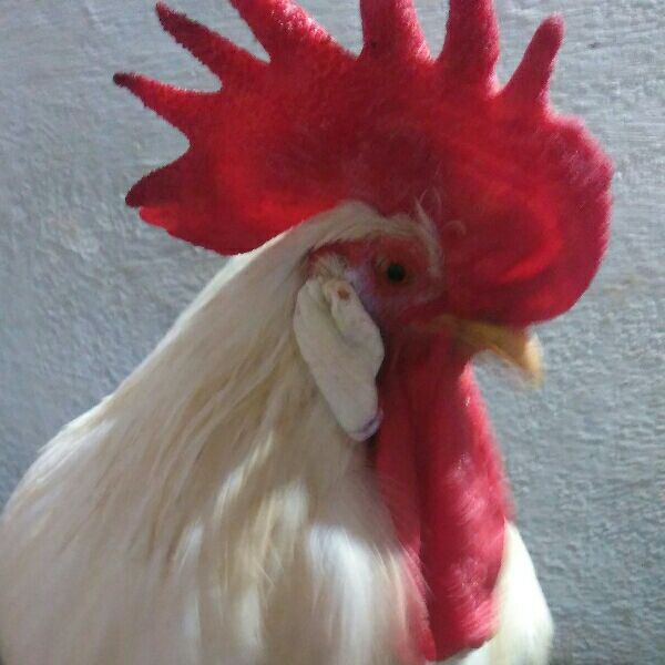 Rooter